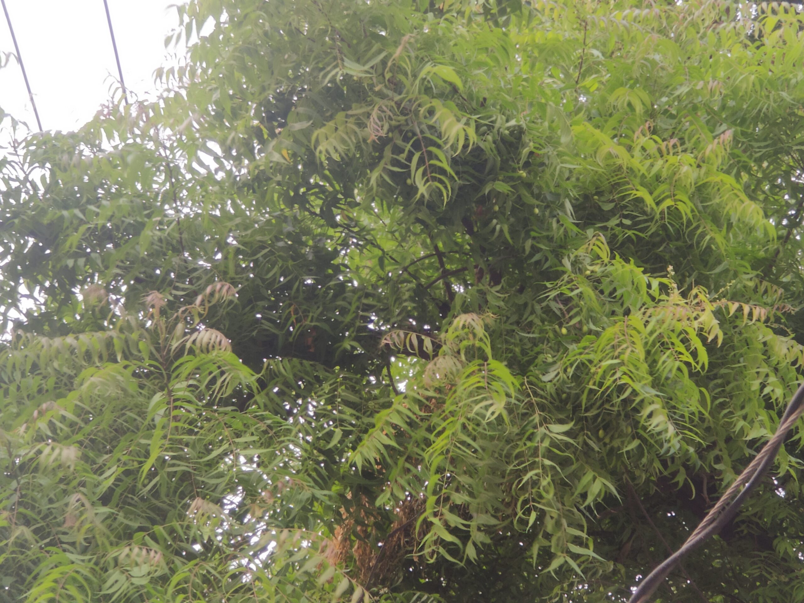 Importance Of Neem Tree