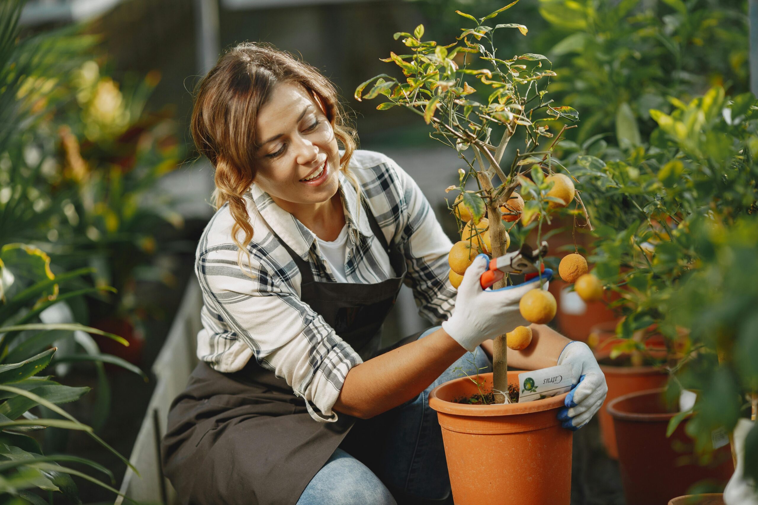 Why Do We Prune Garden Plants, And What Is The Right Time To Prune?