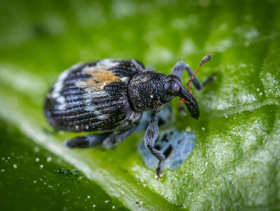 Is It Really a Pest? What is a Pest? : Board of Pesticides Control: