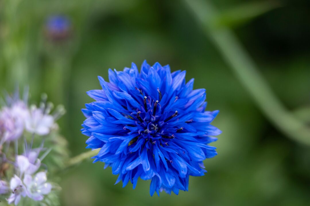 How To Grow Bachelor Buttons – An Ultimate Cornflower Guide