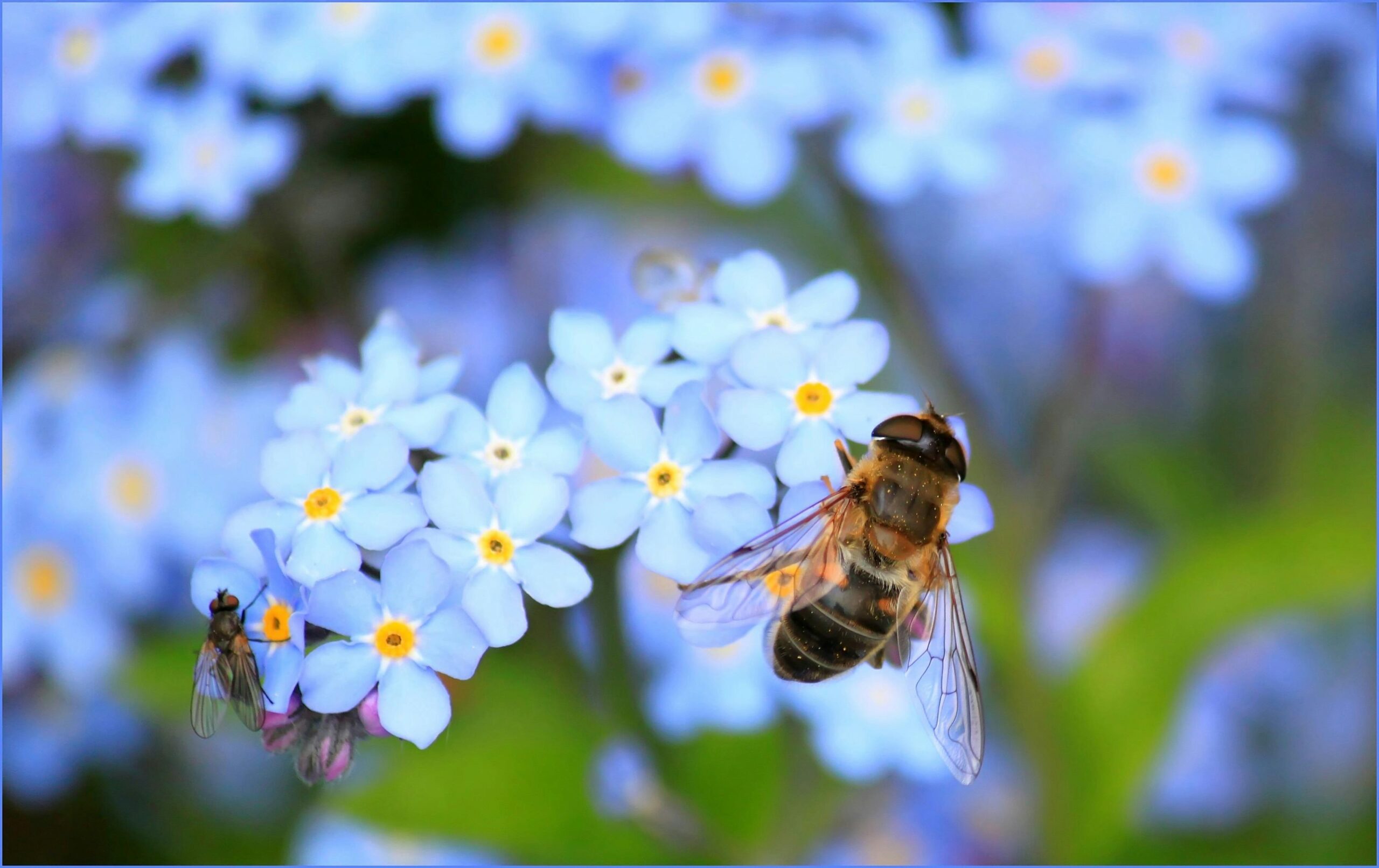 What Is The Best Bug For Your Garden?