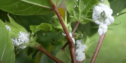 Mealybug Infestations: Protect Your Plants Now!