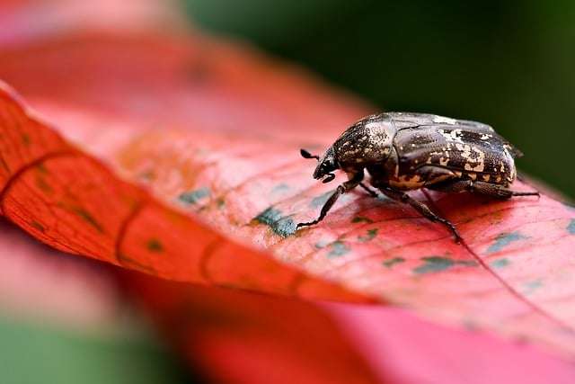 How to Make Your Garden Insect Friendly