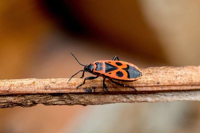 How to Get Rid of Boxelder Bugs: Quick & Effective Solutions