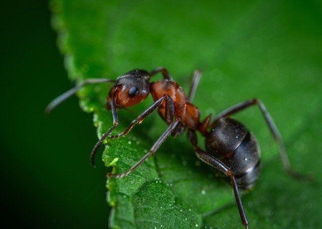 How to Get Rid of Ants in Yard