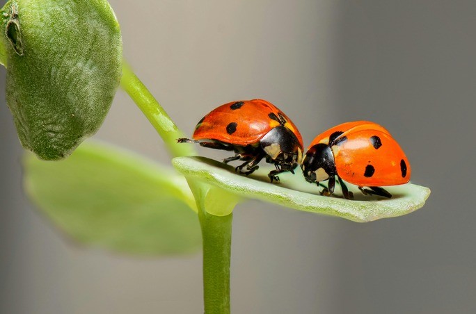 Bugs That Look Like Bed Bugs