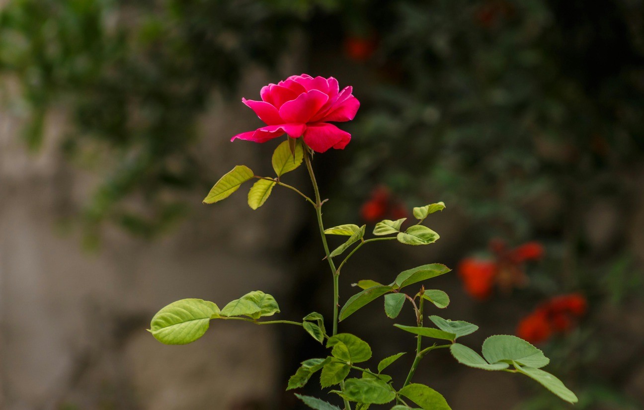 Rose Pest Control: Banish Garden Pests with Ease!