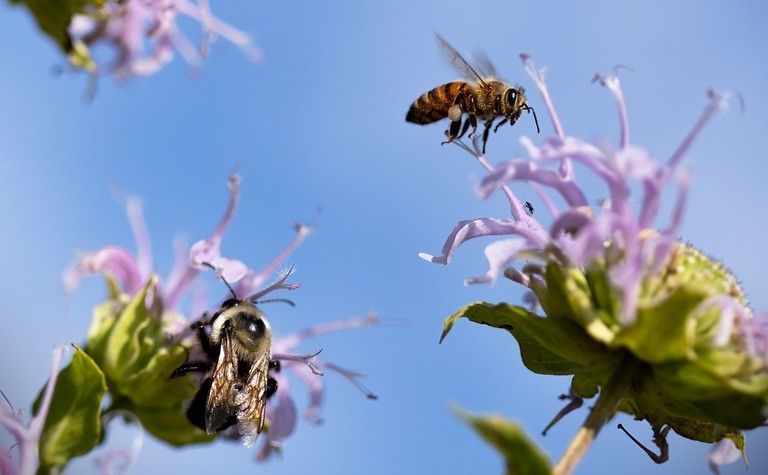 Bee Pest Control near Me: Buzz-Free Solutions!