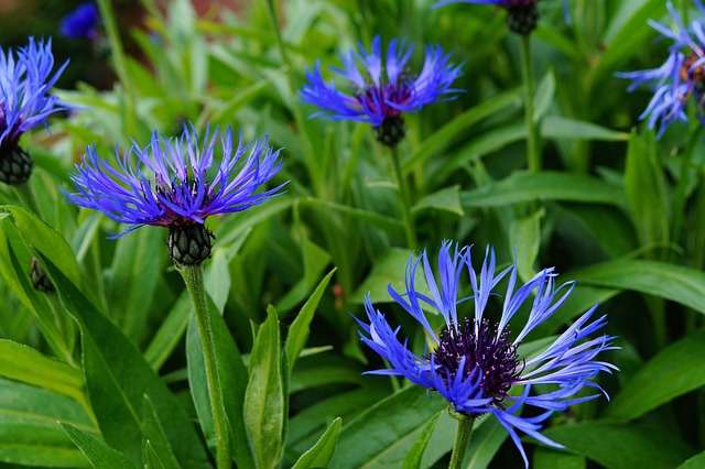 Bachelor Button Flower