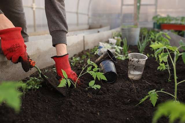 How to Keep Bugs Out of Vegetable Garden Naturally