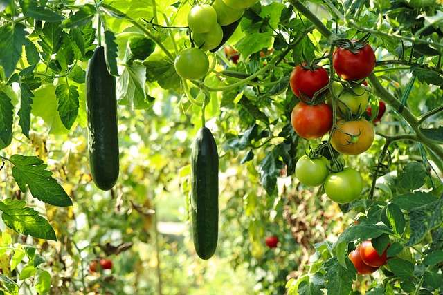 Non Toxic Pest Control for Vegetable Garden: Safe Solutions