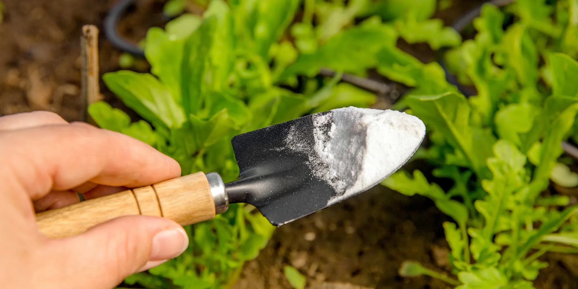 Is Calcium Carbonate Good for Gardens? Insights from Personal Experience